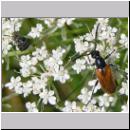 Pseudovadonia livida - Bockkaefer 07.jpg